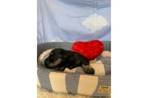 成約済の埼玉県のミニチュアシュナウザー-177294の2枚目